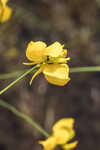 Horned bladderwort